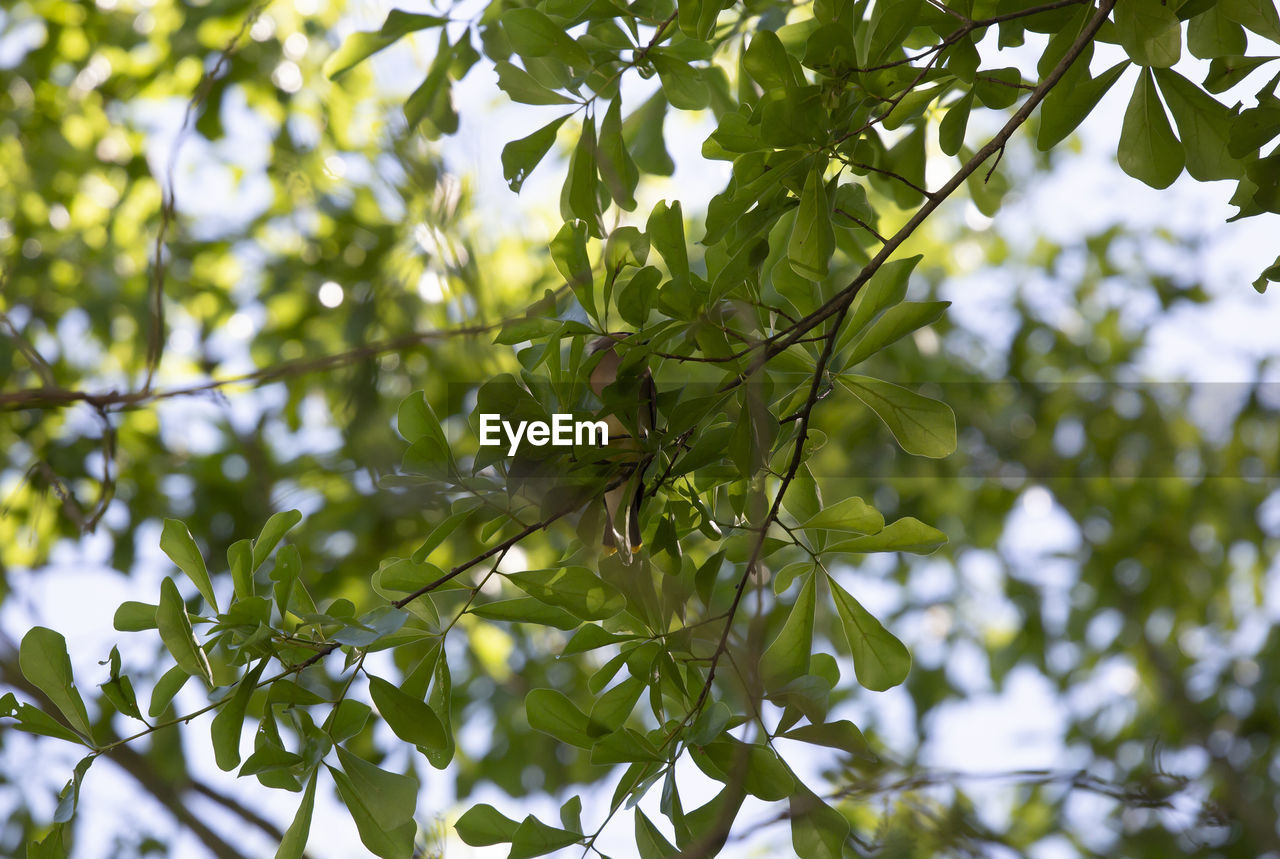 LOW ANGLE VIEW OF FRUIT TREE