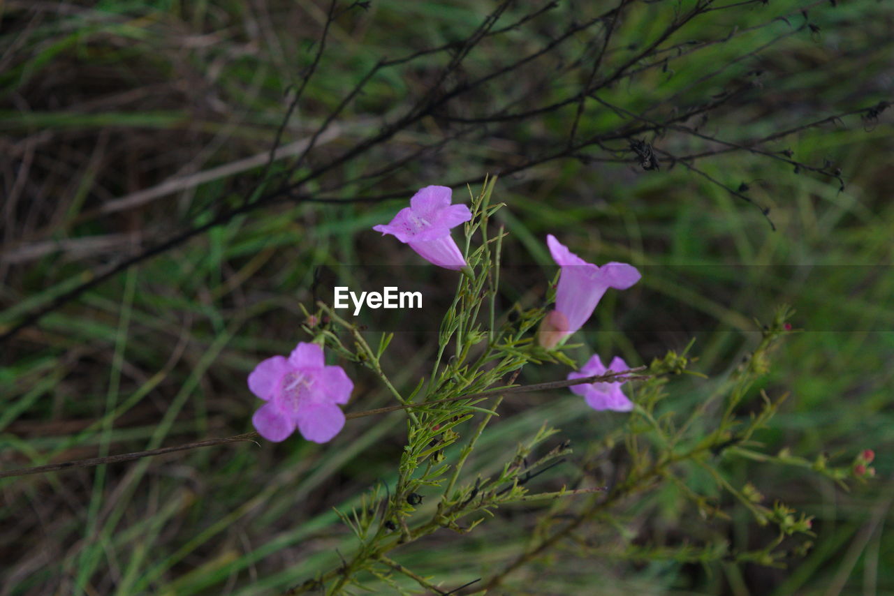 CLOSE-UP OF PURPLE FLOWERING PLANTS ON LAND