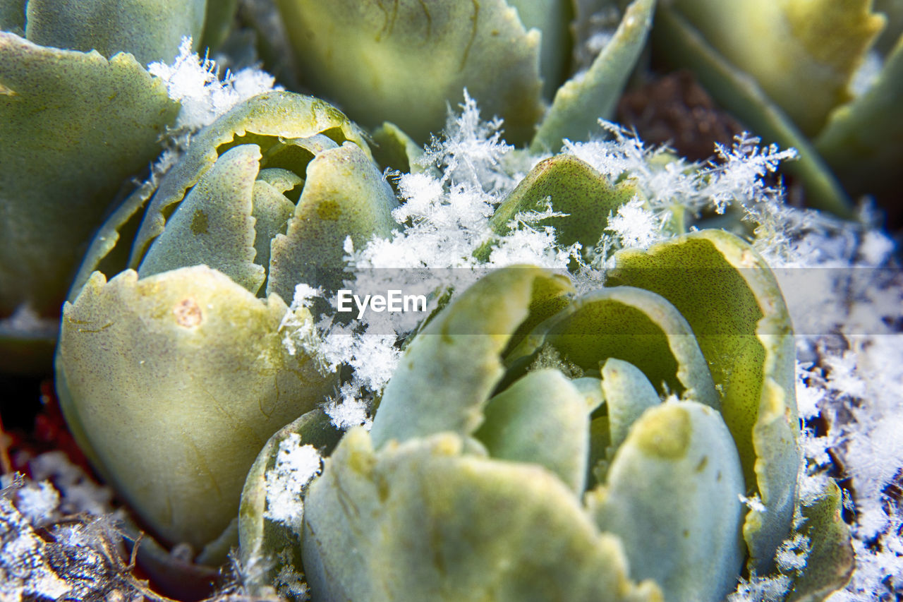 Close up of cactus plant with snow during winter