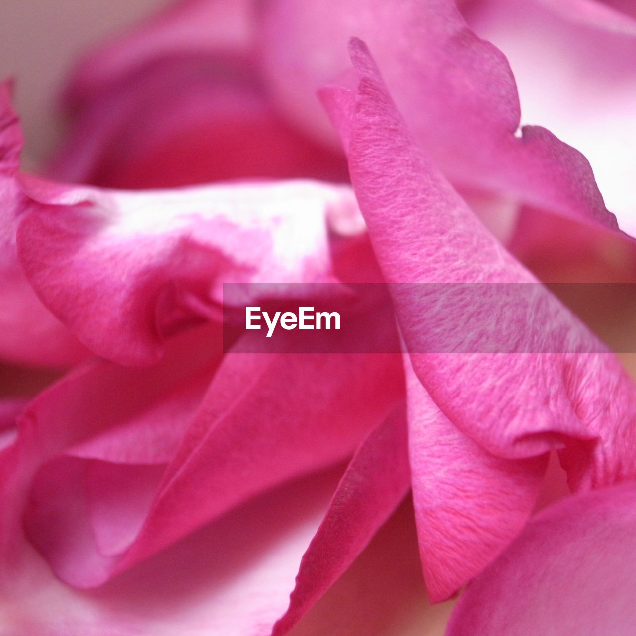 Full frame shot of pink flower