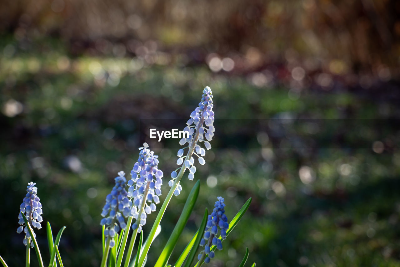 CLOSE-UP OF PURPLE FLOWERING PLANTS ON FIELD