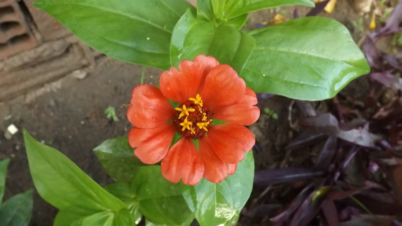 CLOSE-UP OF ORANGE FLOWER BLOOMING IN PARK