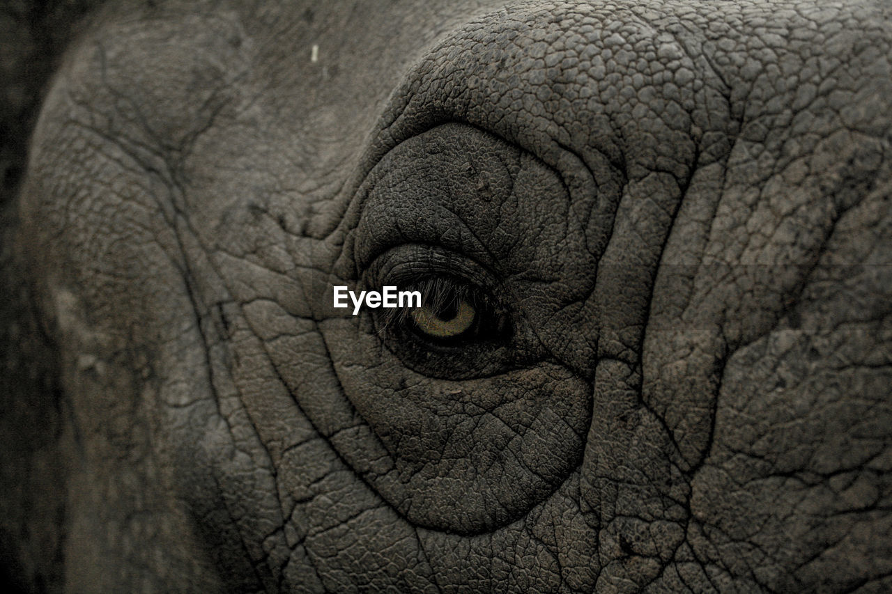 Extreme close-up of rhinoceros