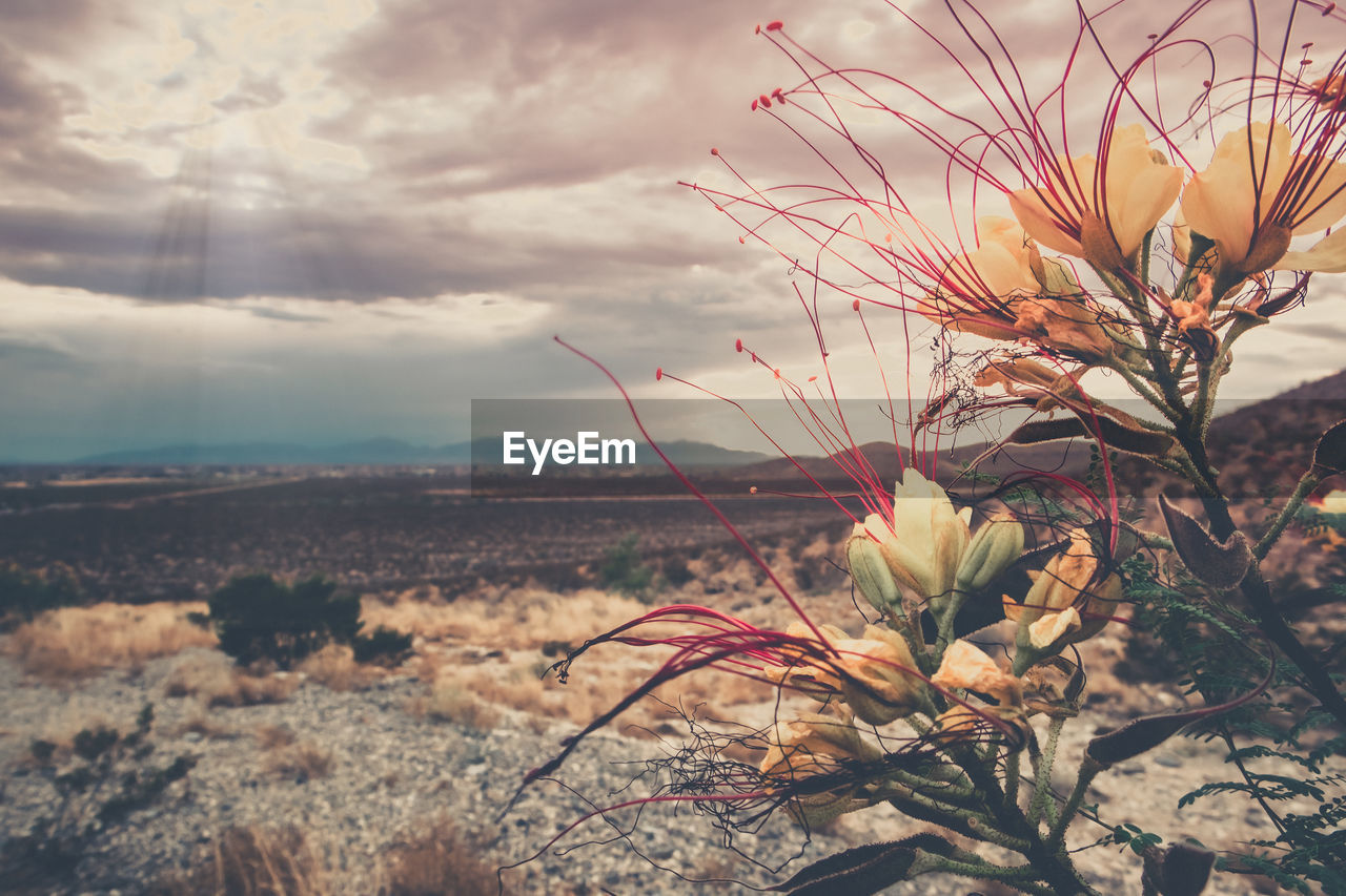 Close-up of flowering plants on land against sky