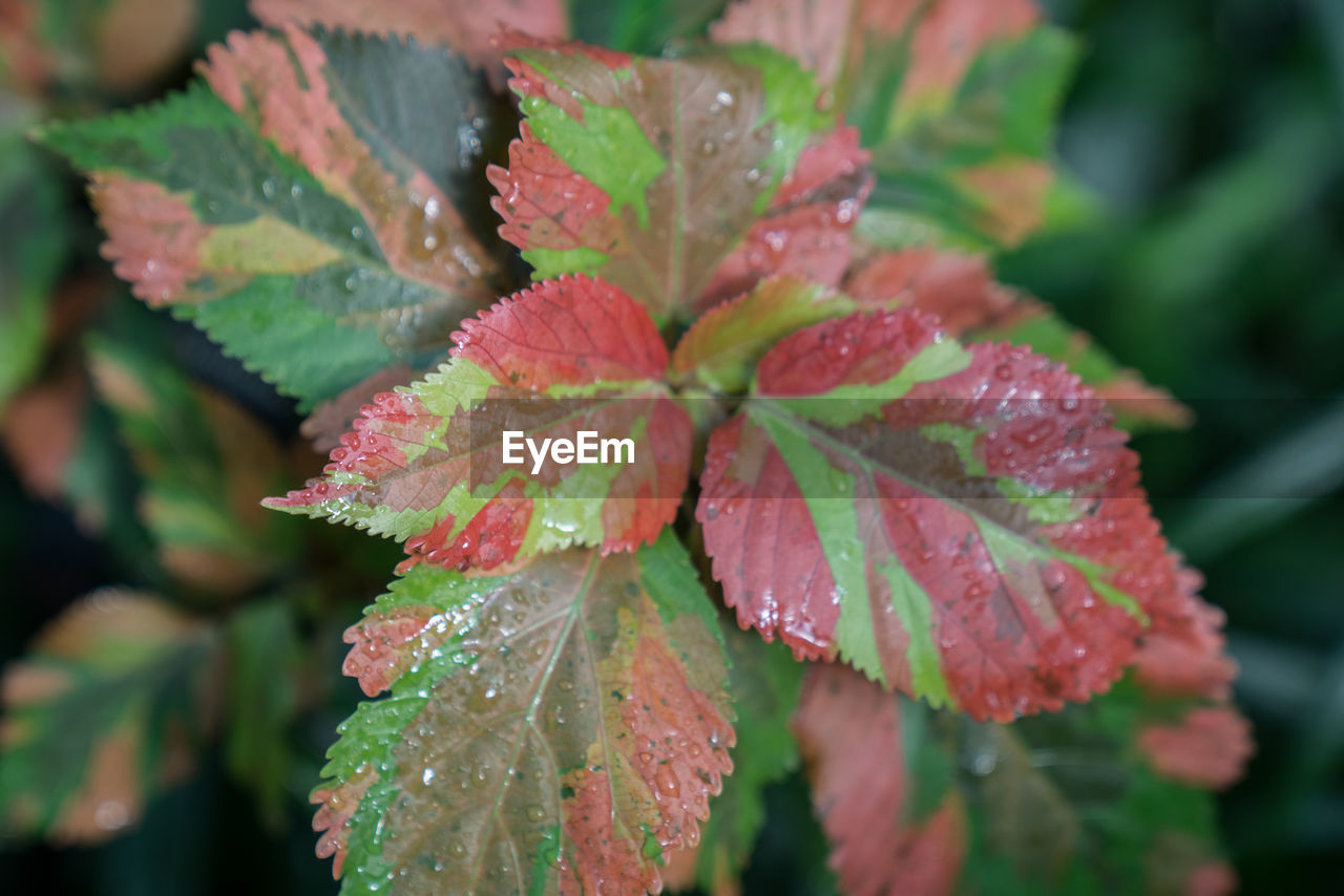 CLOSE-UP OF WATER DROPS ON LEAF