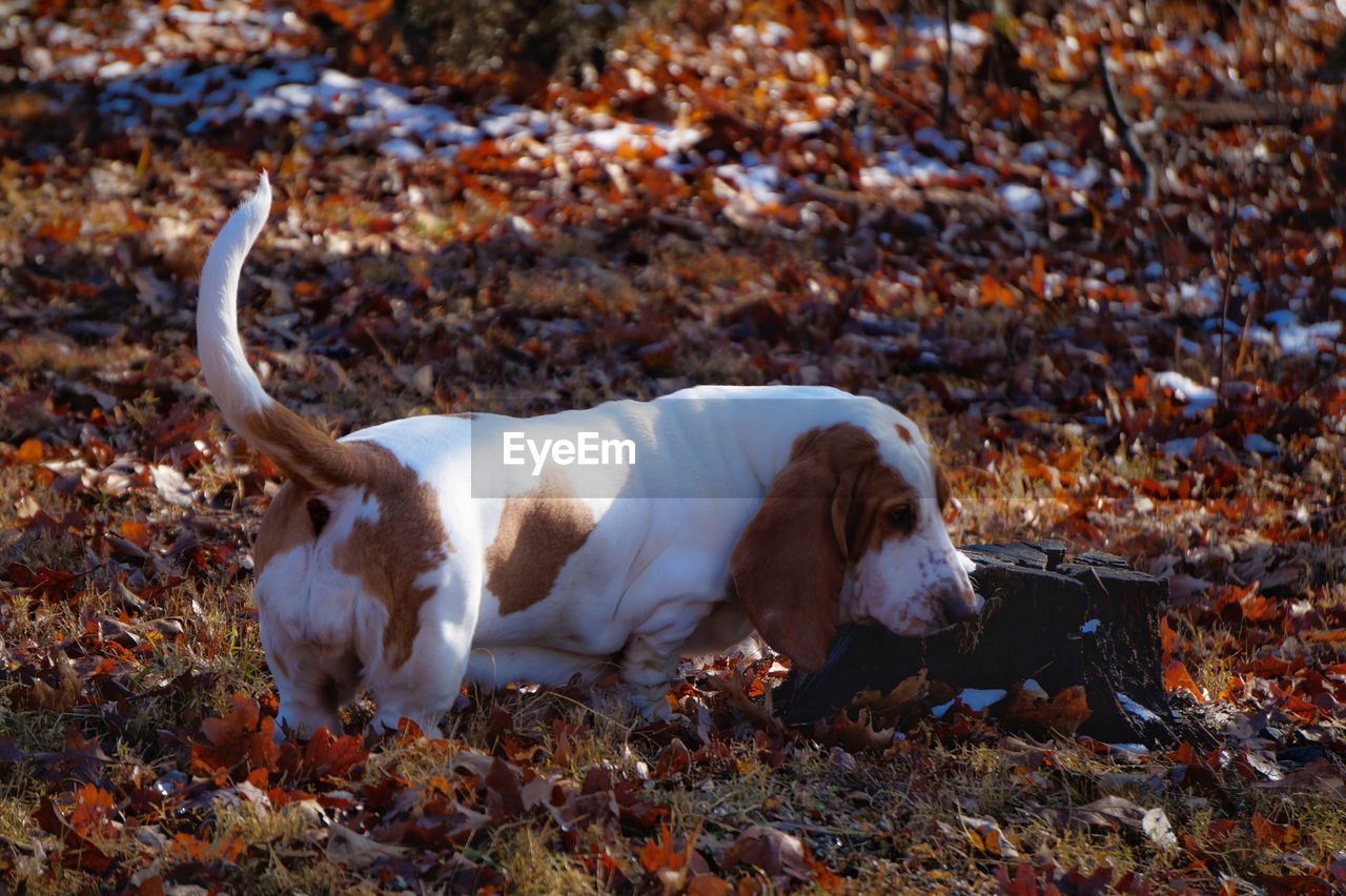 White dog during autumn