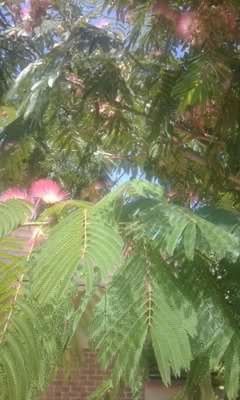 CLOSE-UP OF PLANTS