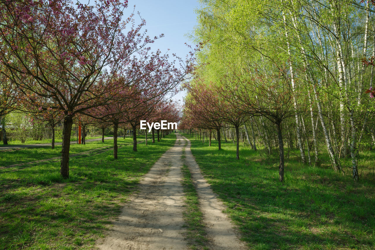 Road amidst trees in forest