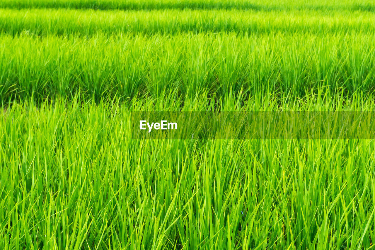 FULL FRAME SHOT OF WHEAT CROPS