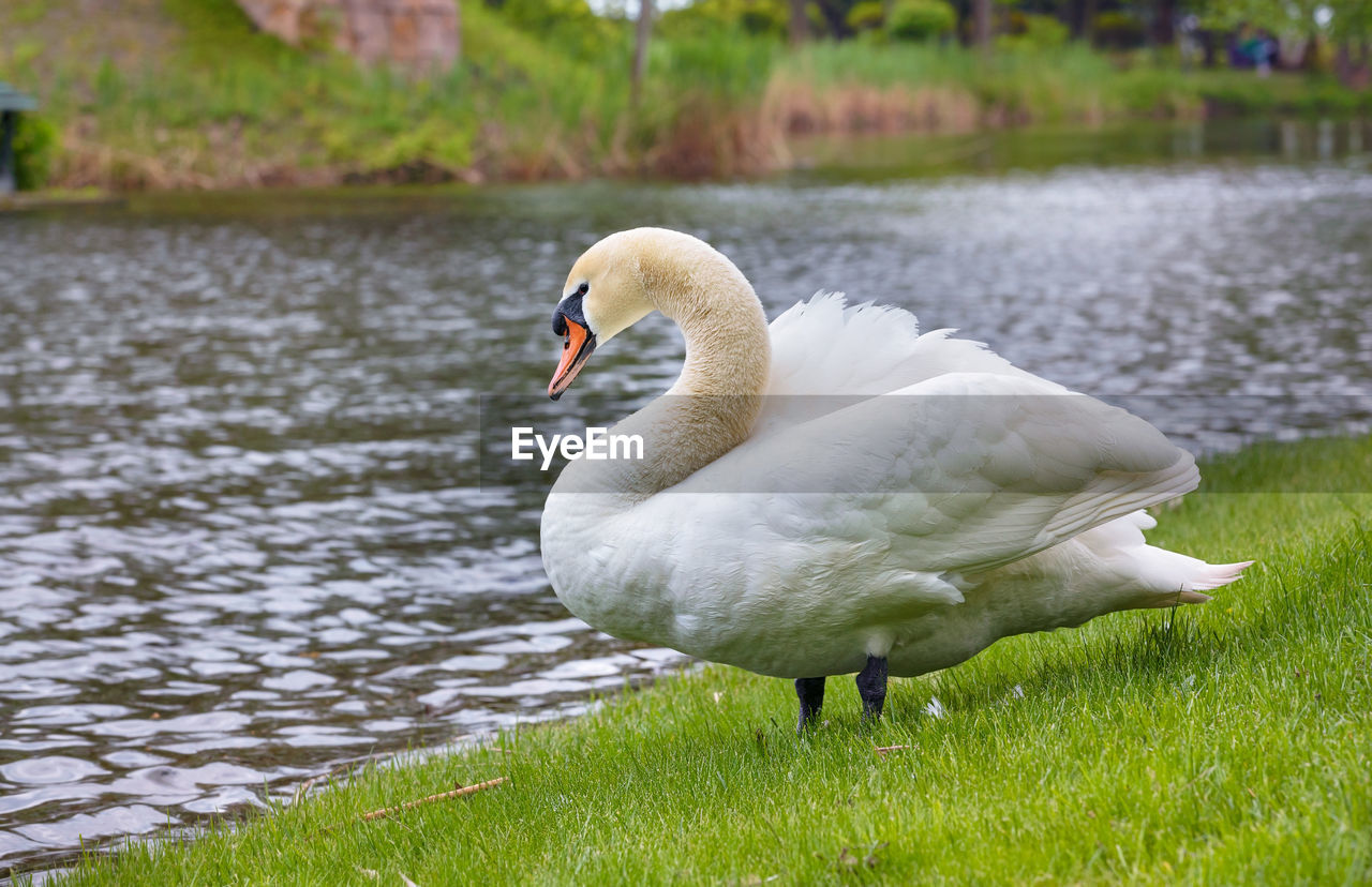 animal themes, bird, animal, wildlife, animal wildlife, ducks, geese and swans, swan, water, water bird, lake, one animal, nature, duck, beak, grass, goose, no people, plant, day, white, beauty in nature, focus on foreground, full length, outdoors, feather, zoology, animal body part