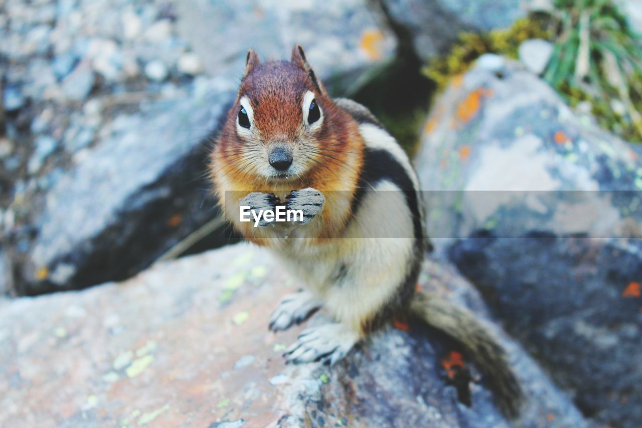 Close-up of squirrel on rock