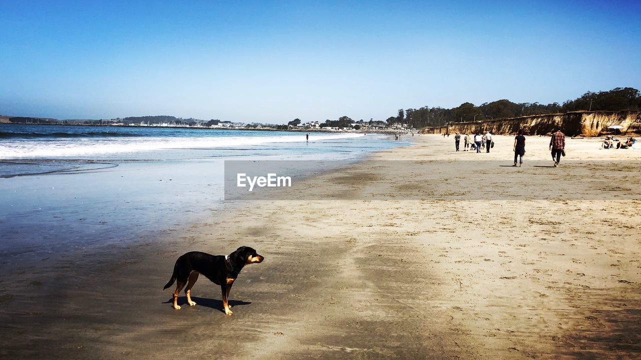 Dogs standing at beach against clear sky