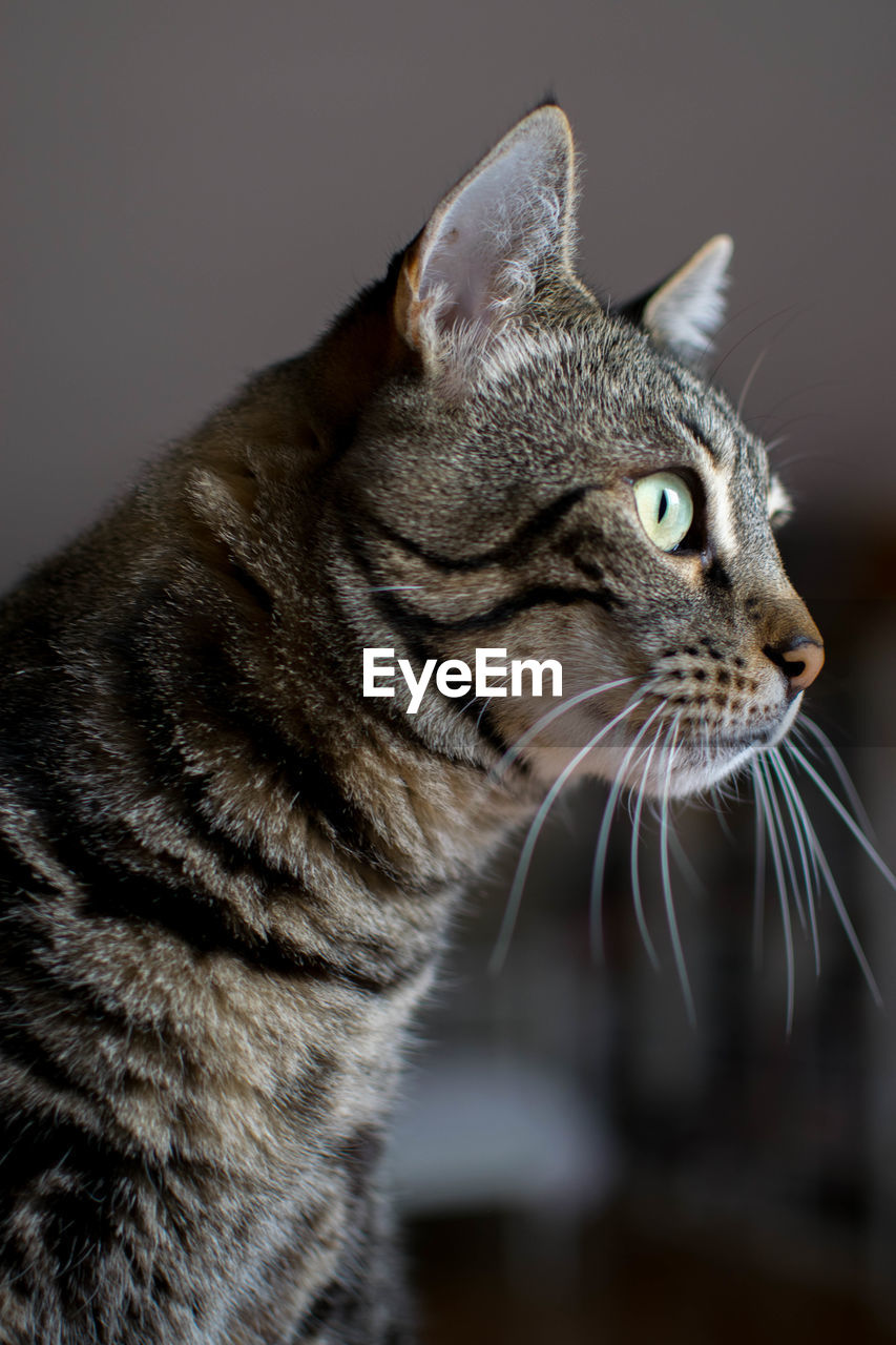 Close-up of a cat looking away