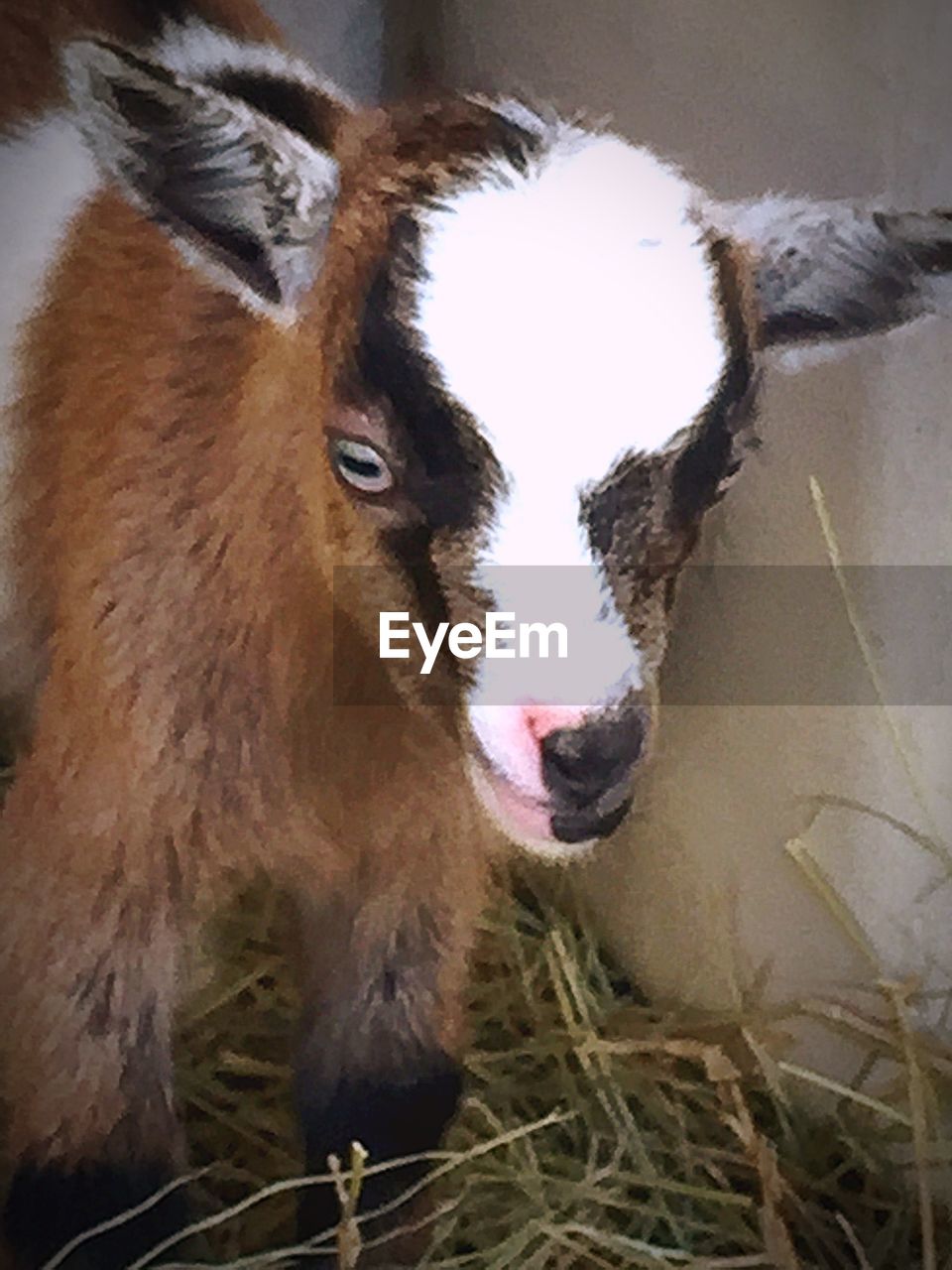 CLOSE-UP PORTRAIT OF COWS