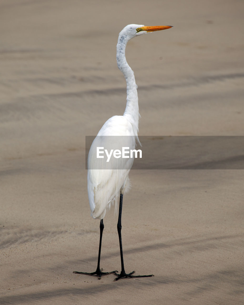 Closeup portrait of a great egret standing on shoreline in the galapagos islands ecuador.