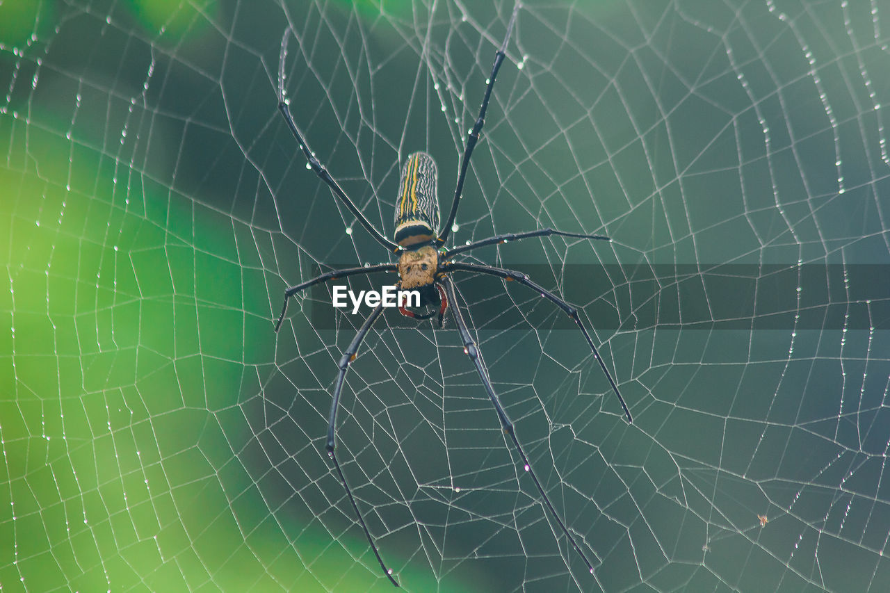 CLOSE-UP OF SPIDER WEB