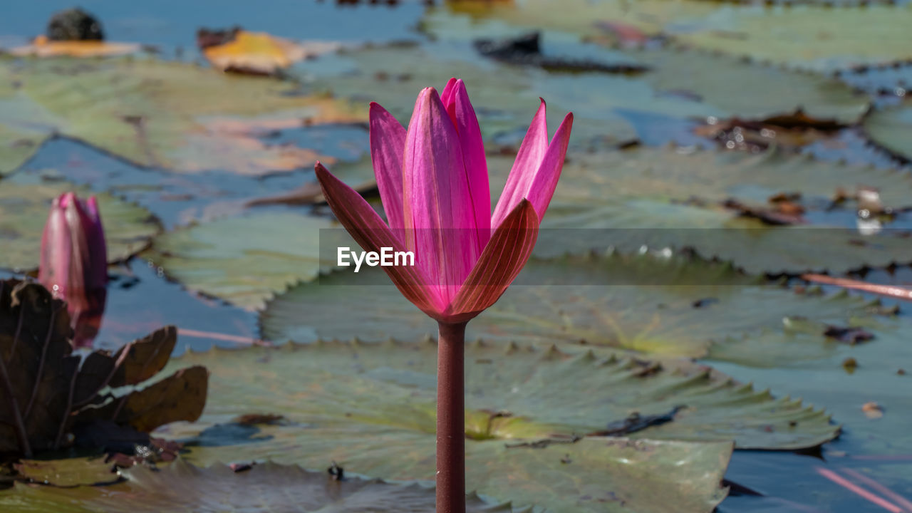 CLOSE-UP OF PINK WATER LILY