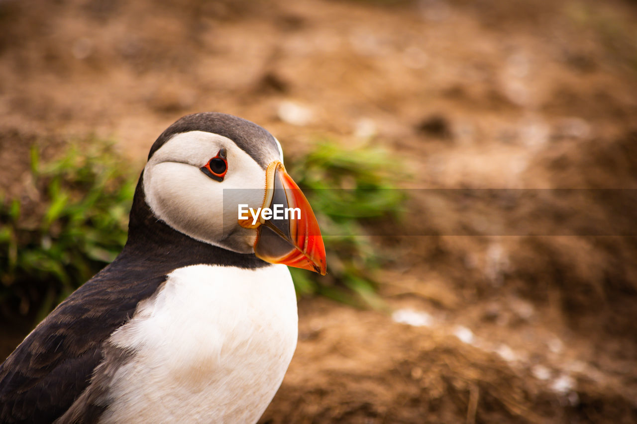 Close-up of bird