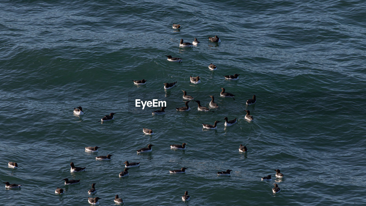 Full frame view of black and white birds floating or bobbing up and down on the ocean waves