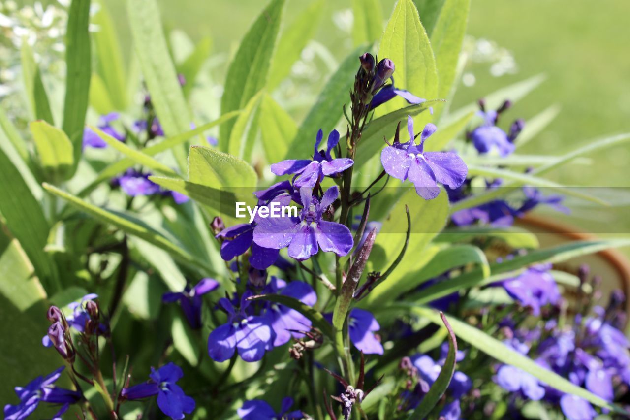 CLOSE-UP OF BUMBLEBEE ON PURPLE FLOWERING PLANT