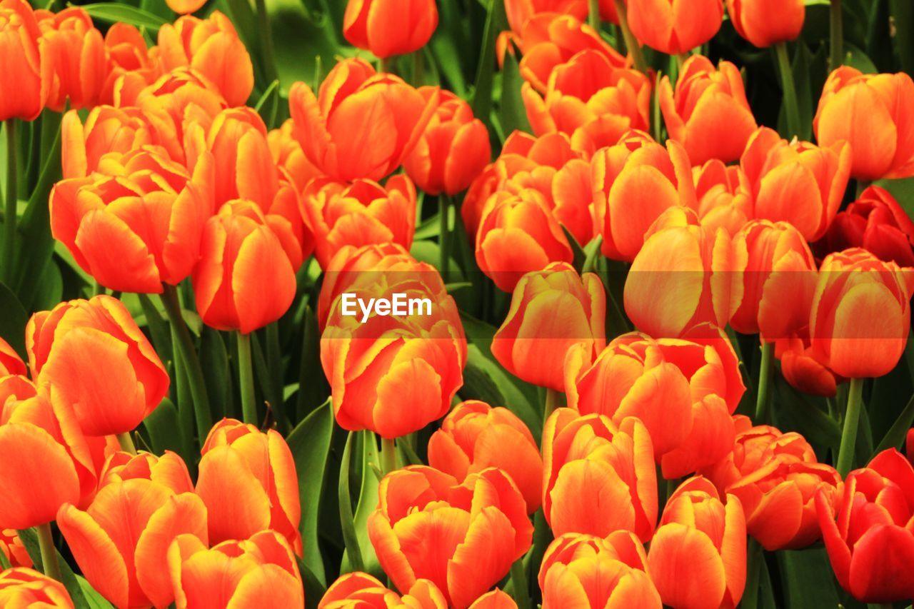 Full frame of red tulips