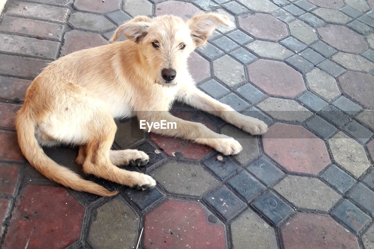 CLOSE-UP OF DOG RELAXING OUTDOORS