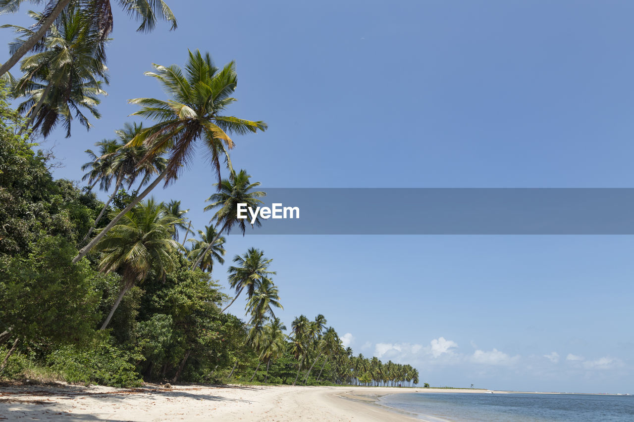 SCENIC VIEW OF PALM TREES ON BEACH AGAINST CLEAR BLUE SKY