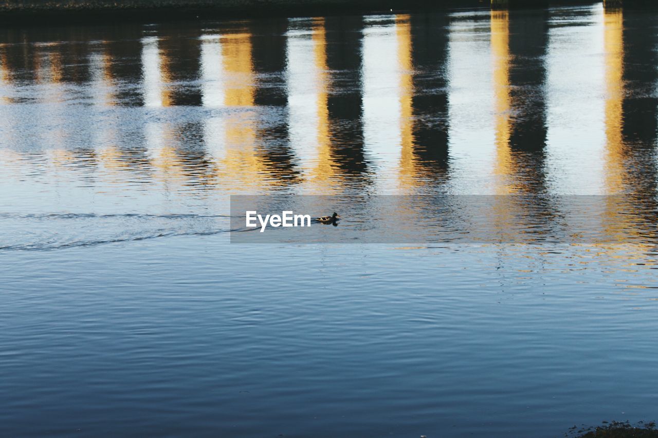 DUCKS SWIMMING ON LAKE