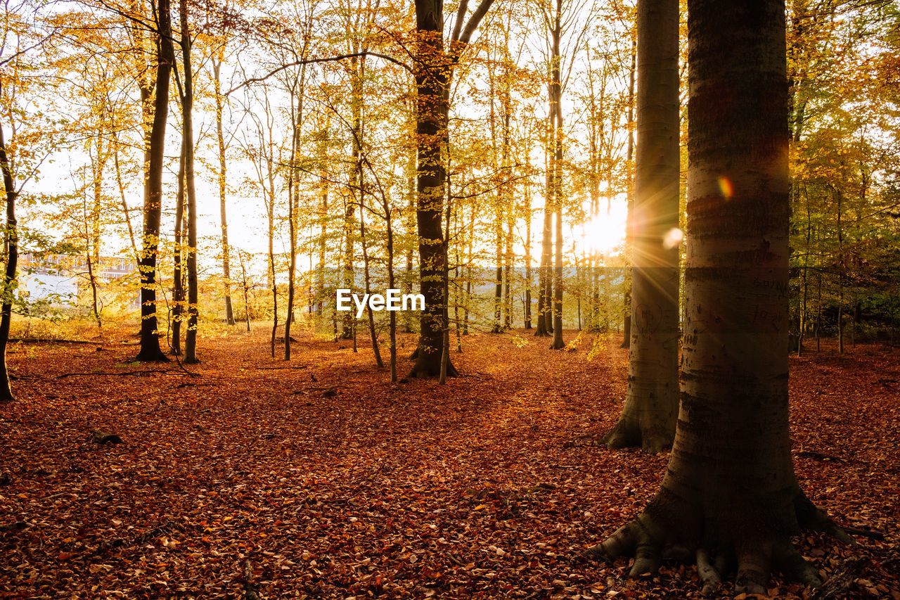 SUN STREAMING THROUGH TREES IN FOREST DURING AUTUMN