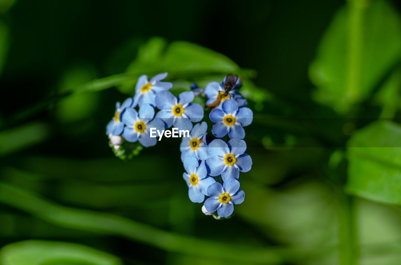 flower, plant, flowering plant, beauty in nature, green, forget-me-not, freshness, nature, close-up, macro photography, growth, fragility, petal, flower head, plant part, no people, leaf, inflorescence, springtime, blue, outdoors, wildflower, botany, environment, summer, purple, blossom, focus on foreground, tree, animal wildlife, yellow, day