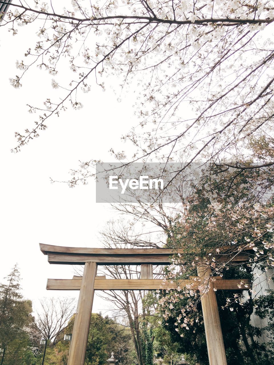 LOW ANGLE VIEW OF CHERRY BLOSSOMS IN PARK