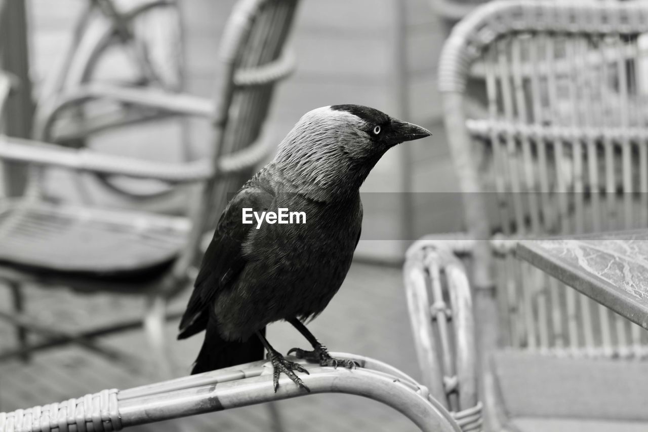 Close-up of bird perching on railing