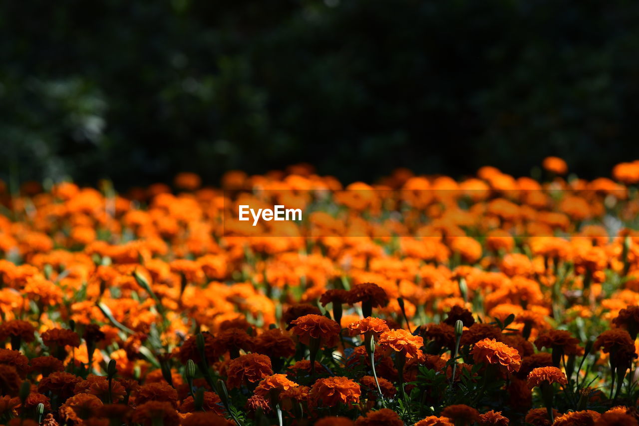 Close-up of orange flowering plants on field