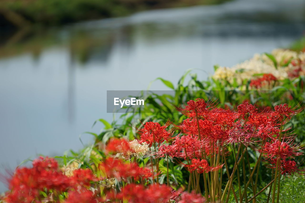 Close-up of red flowering plant