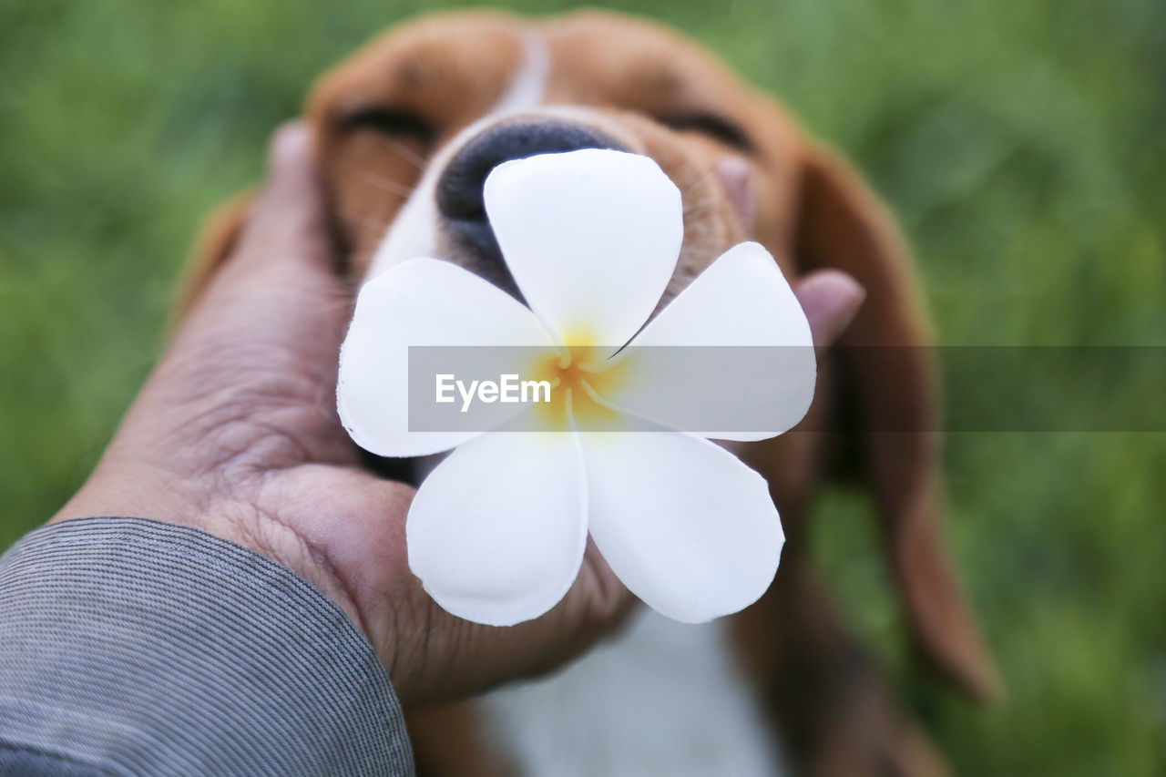 Cropped hand touching dog with flower