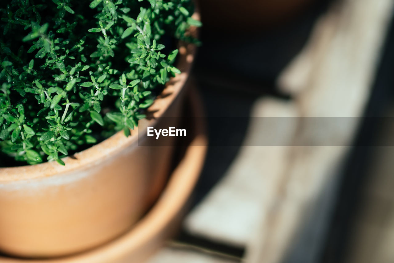 Close-up of potted plant 