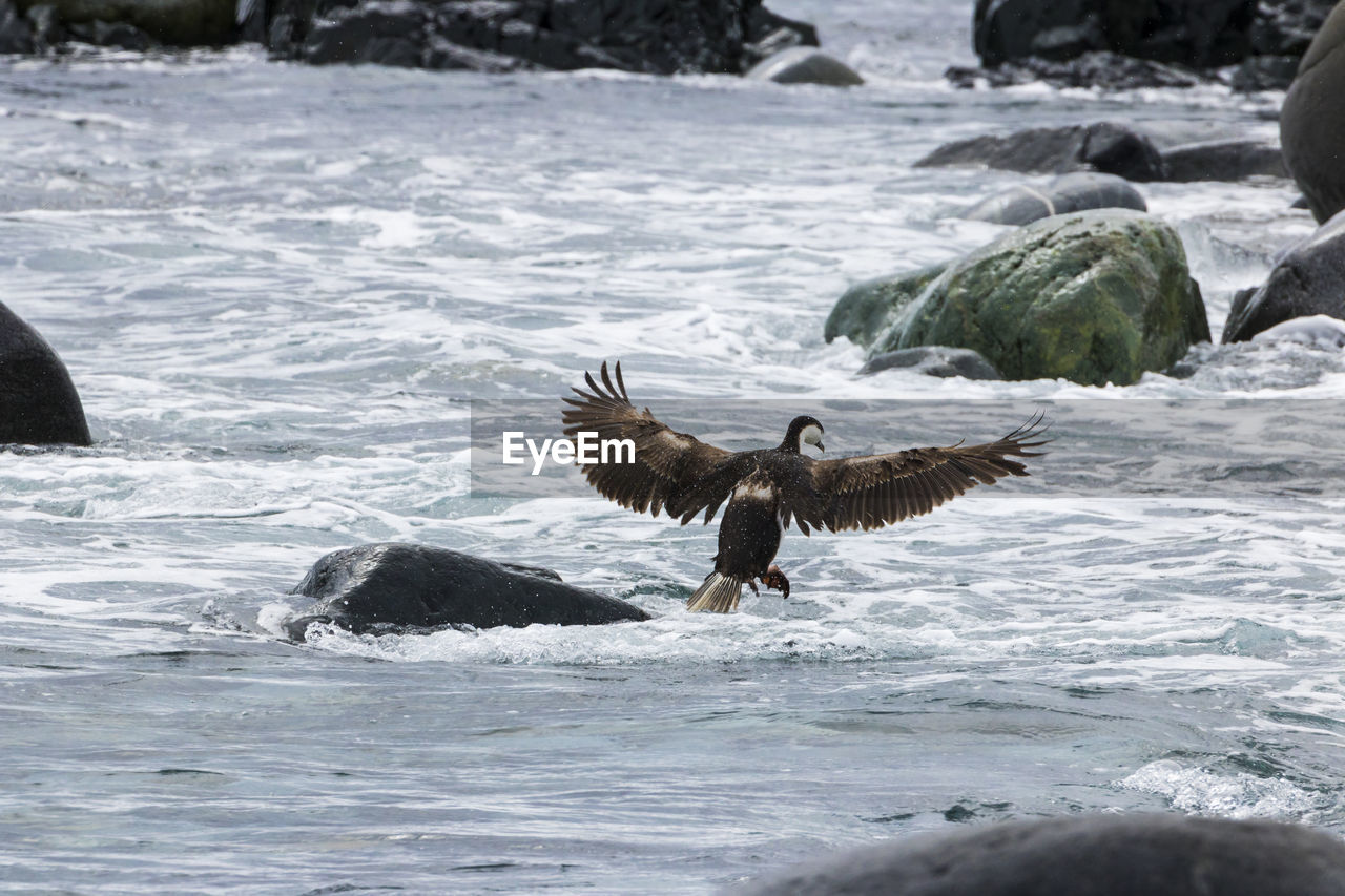 PIGEONS FLYING OVER SEA