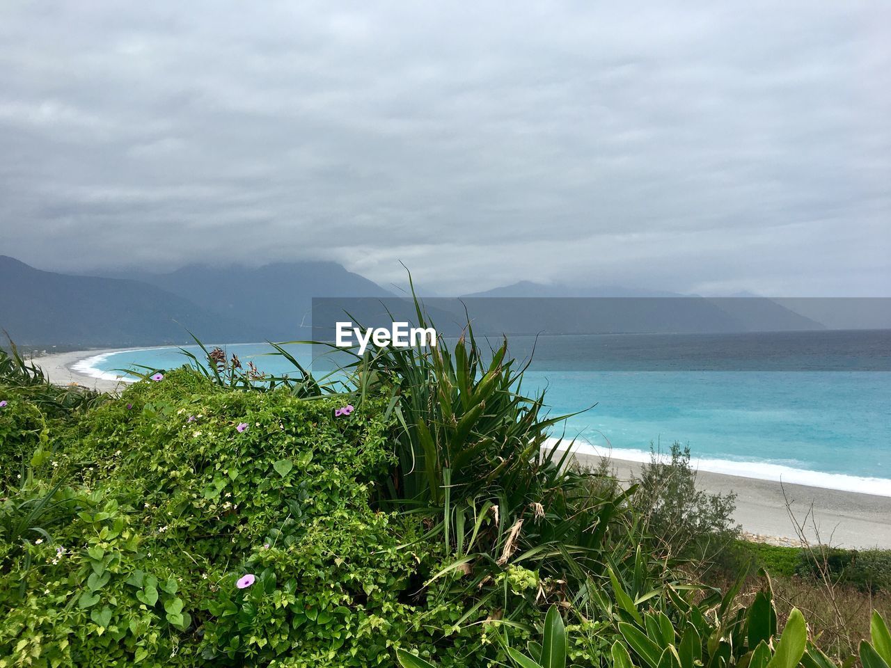 PLANTS GROWING ON SEA SHORE AGAINST SKY