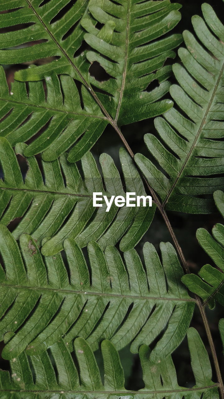 Full frame shot of green leaves