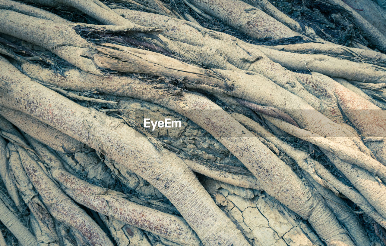 CLOSE-UP OF DEAD FISH FOR SALE