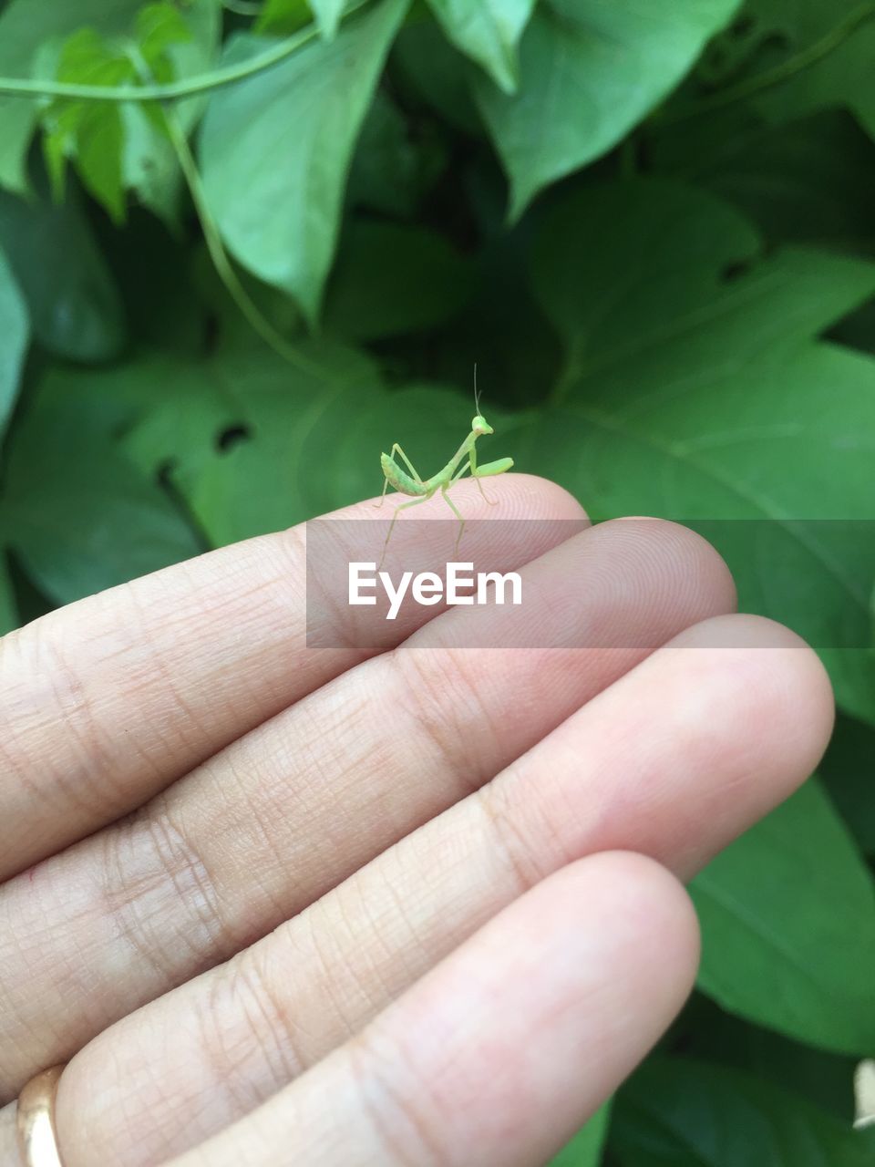 Close-up of hand holding insect on leaf