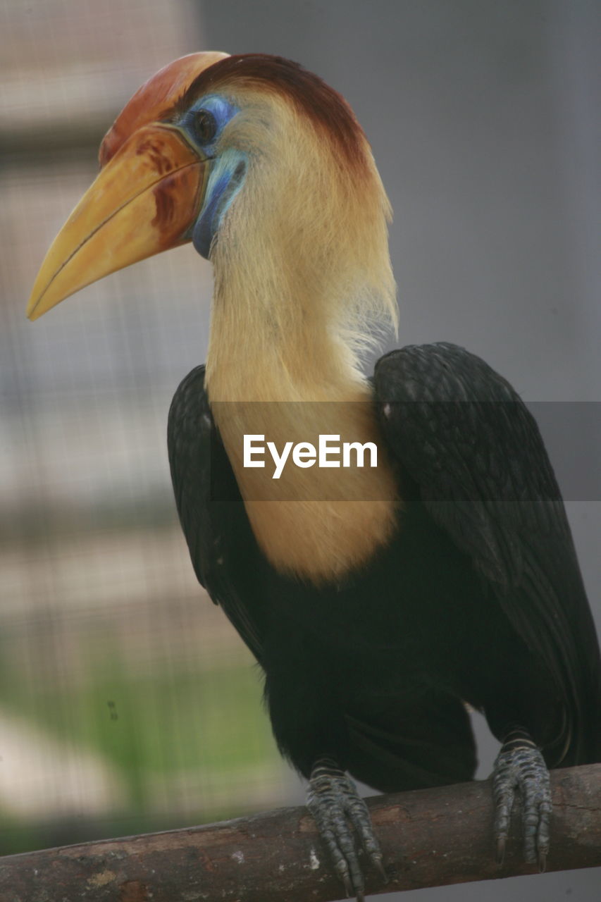 CLOSE-UP OF A BIRD LOOKING AWAY