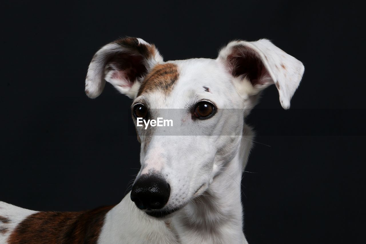 Close-up of dog against black background