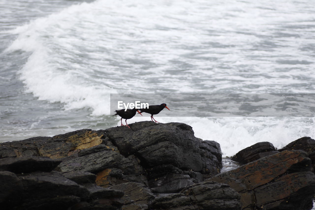 BIRD PERCHING ON ROCK