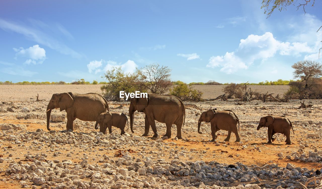 African elephants walking  on field against sky