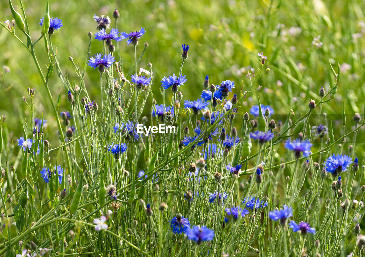 Blue flowering plants on field