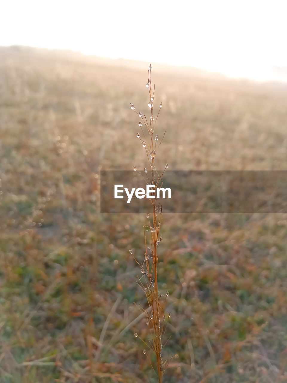 Dew drops on the grass field in morning