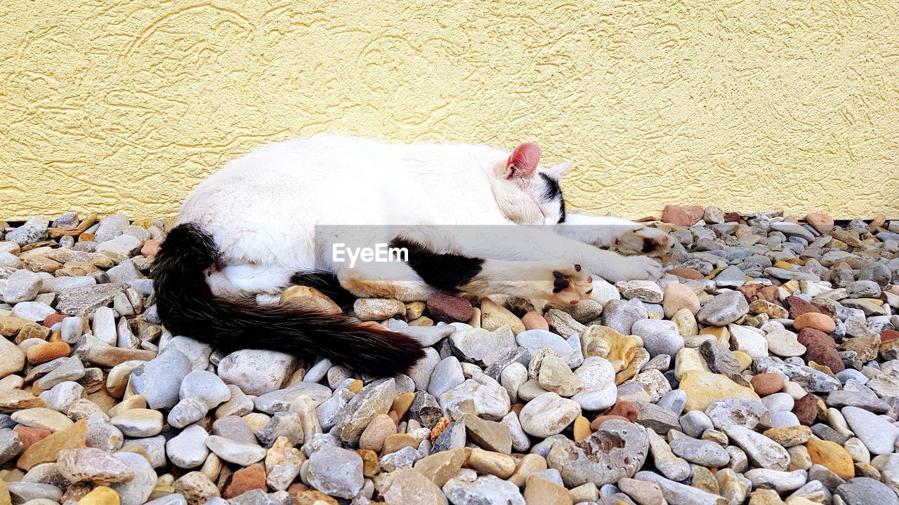 CAT SLEEPING ON ROCK