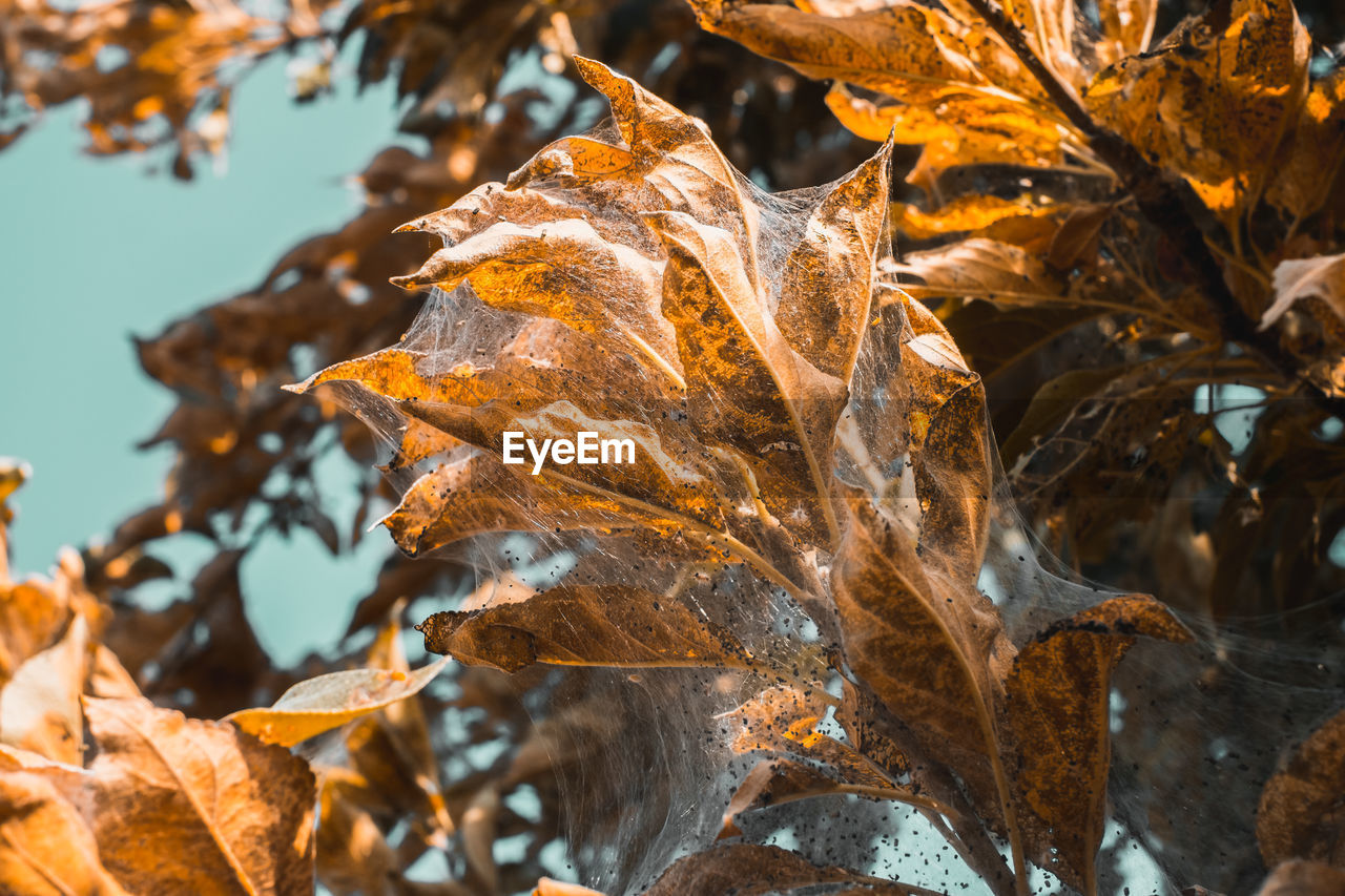 A group of moth caterpillars on dry leaves