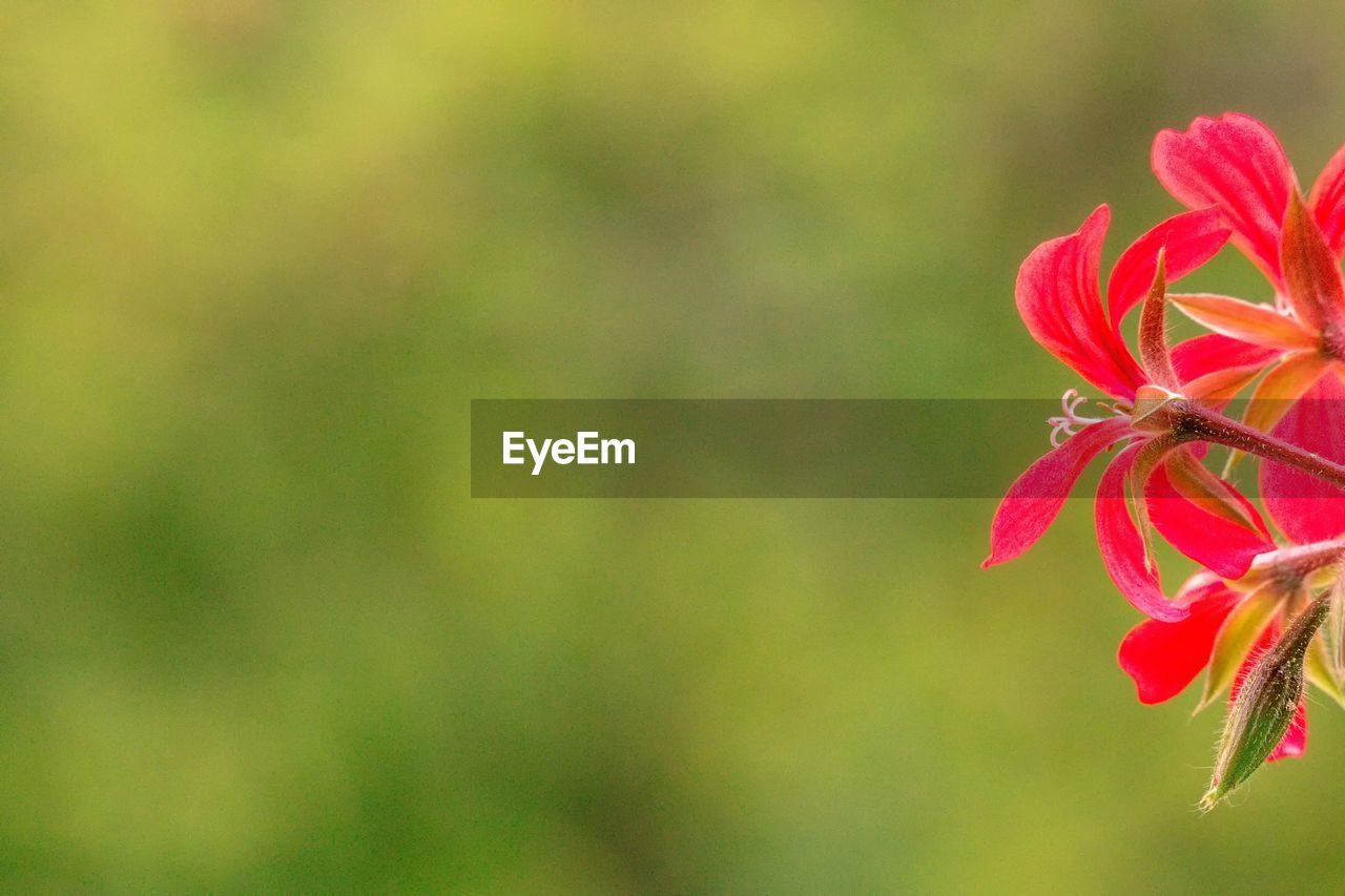 Geranium plant springtime close-up of red flowering plant